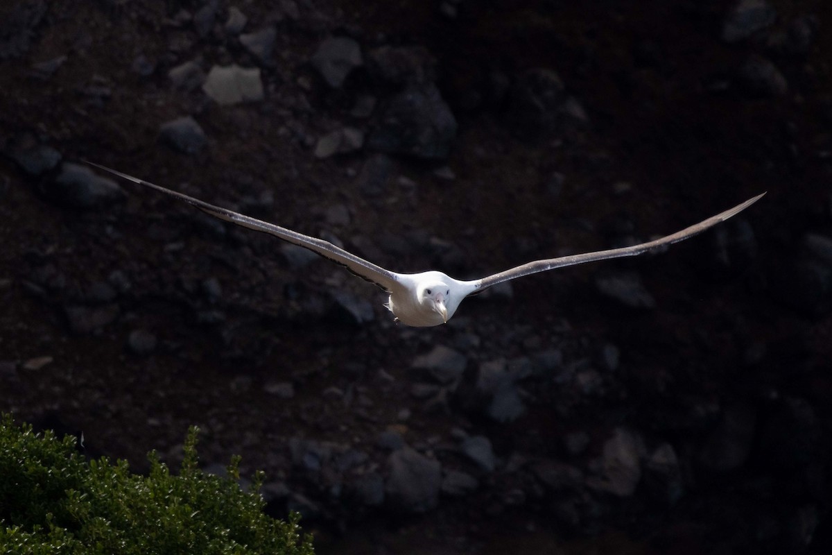 Northern Royal Albatross - ML647211555