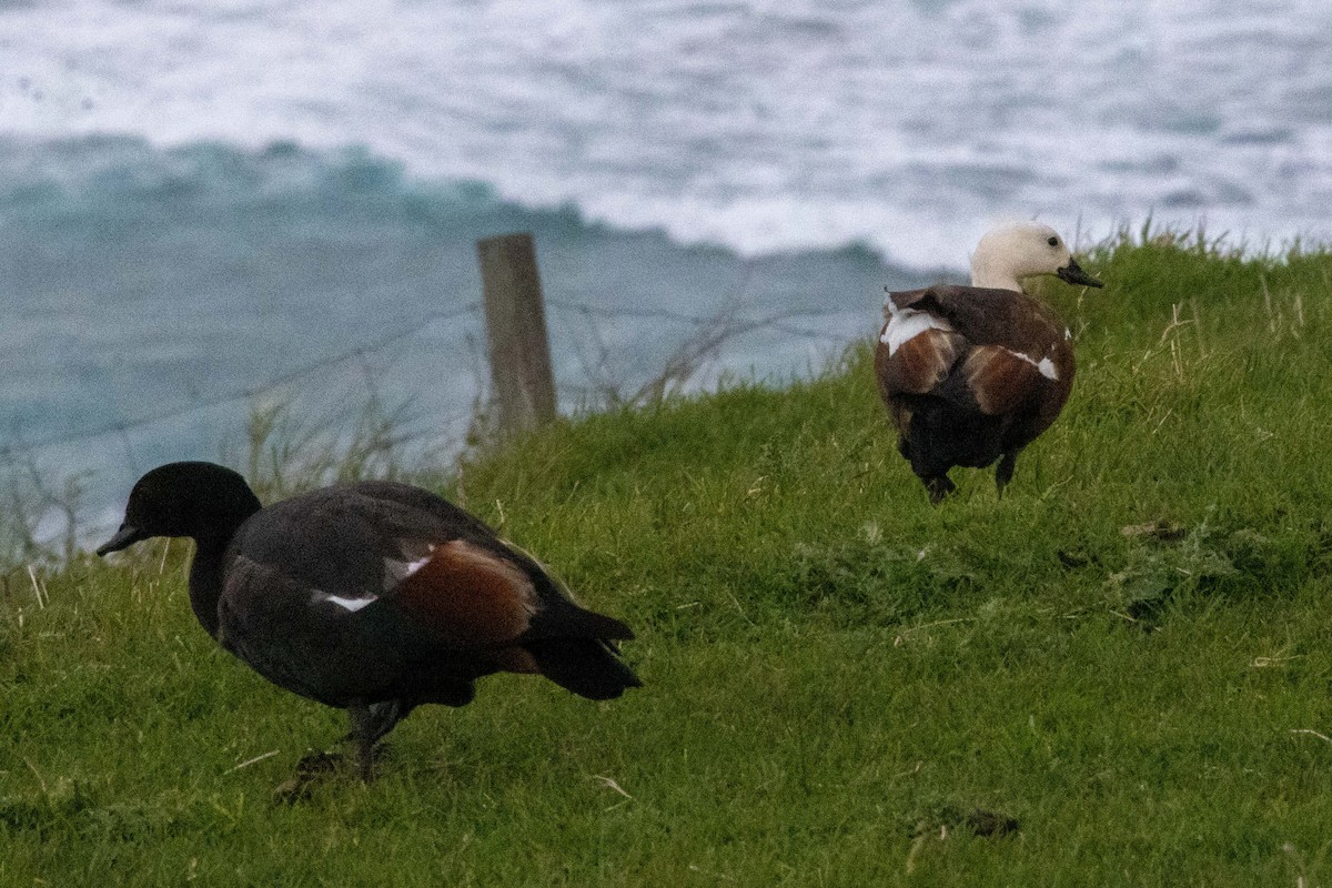 クロアカツクシガモ - ML647211565