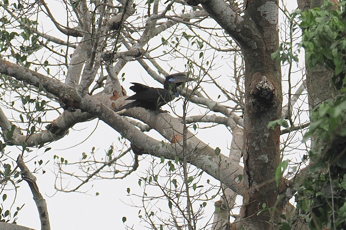 Black-casqued Hornbill - ML647211567