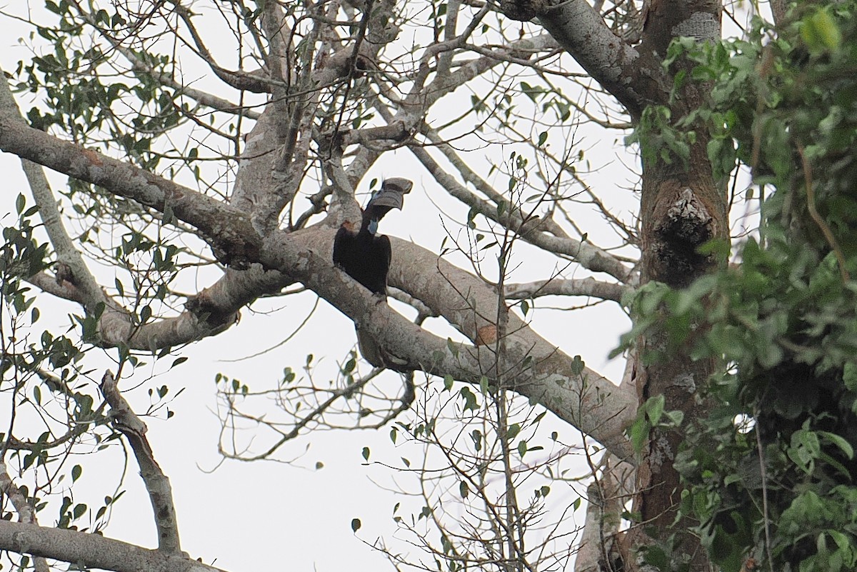 Black-casqued Hornbill - ML647211568