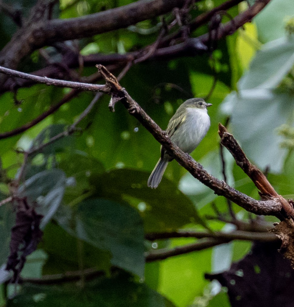 Mistletoe Tyrannulet - ML647211571