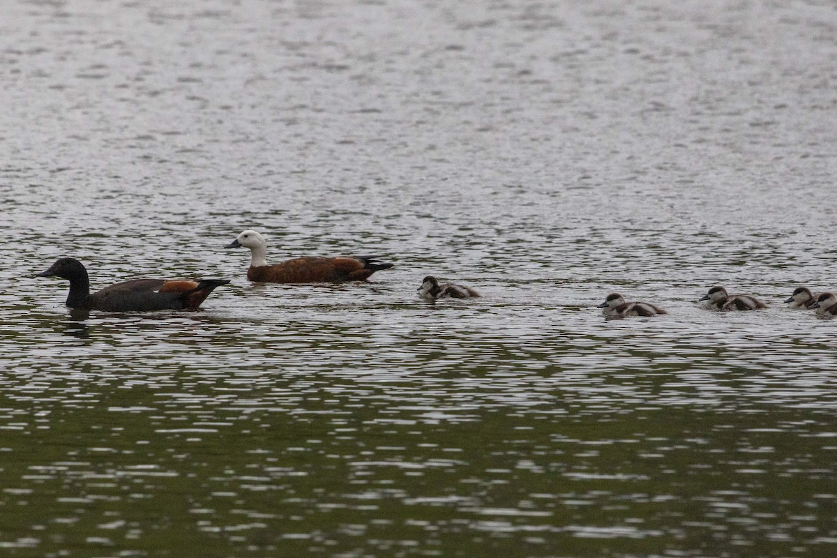 クロアカツクシガモ - ML647211573