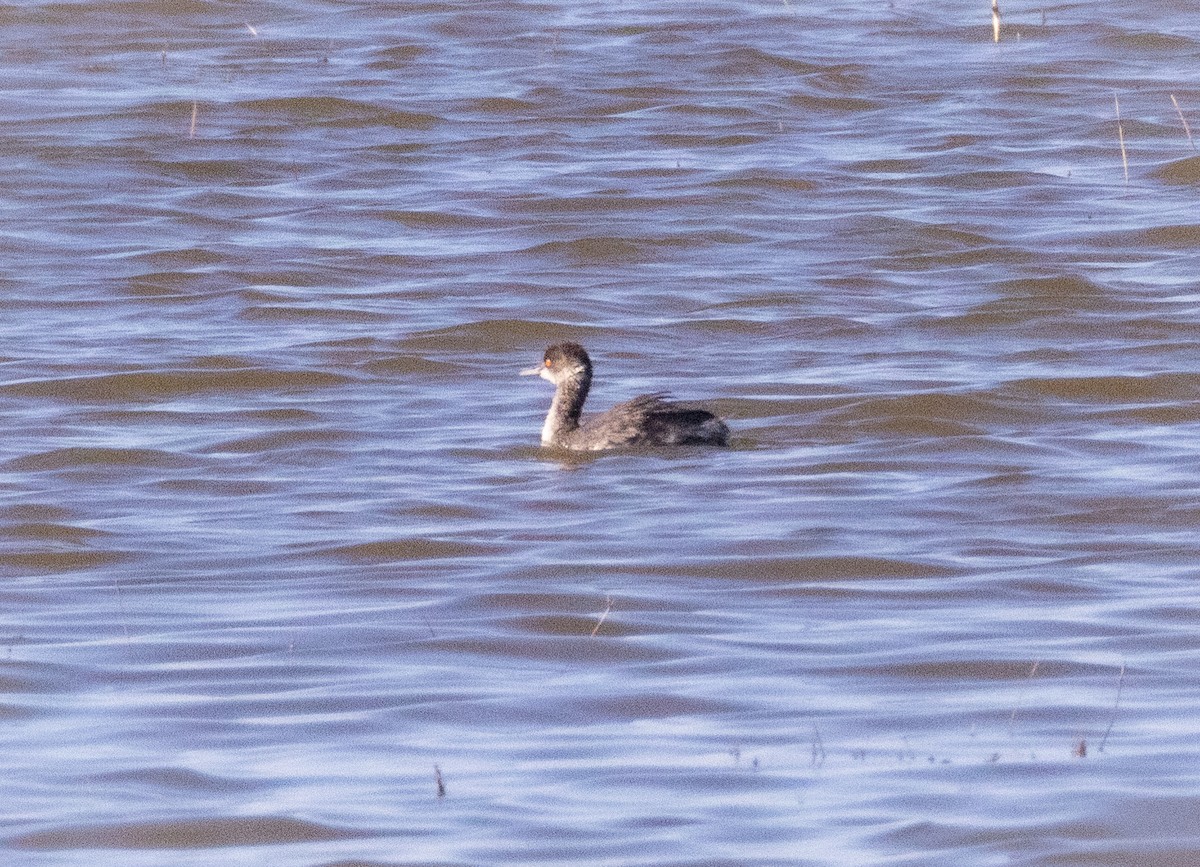 Grèbe à cou noir - ML647211574