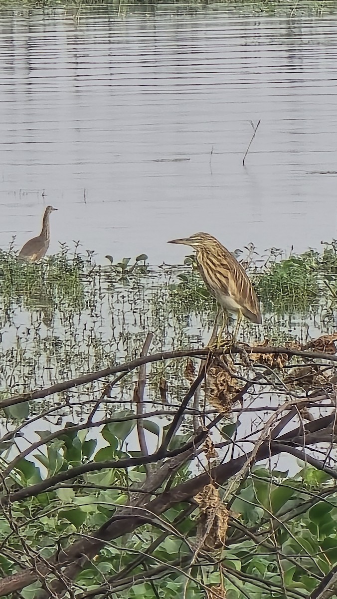 Indian Pond-Heron - ML647211590