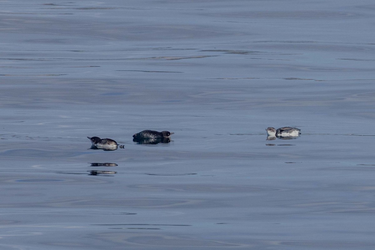 Малый пингвин - ML647211600