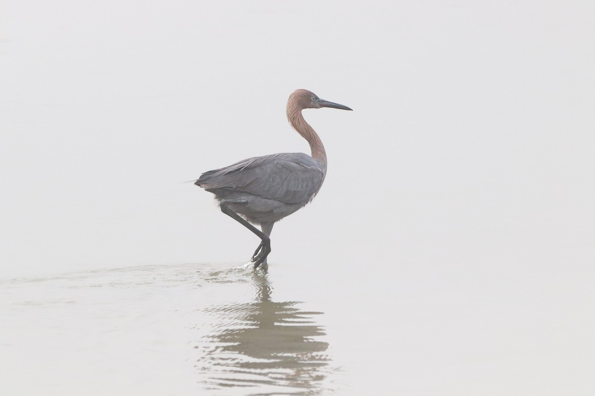 Reddish Egret - ML647211608