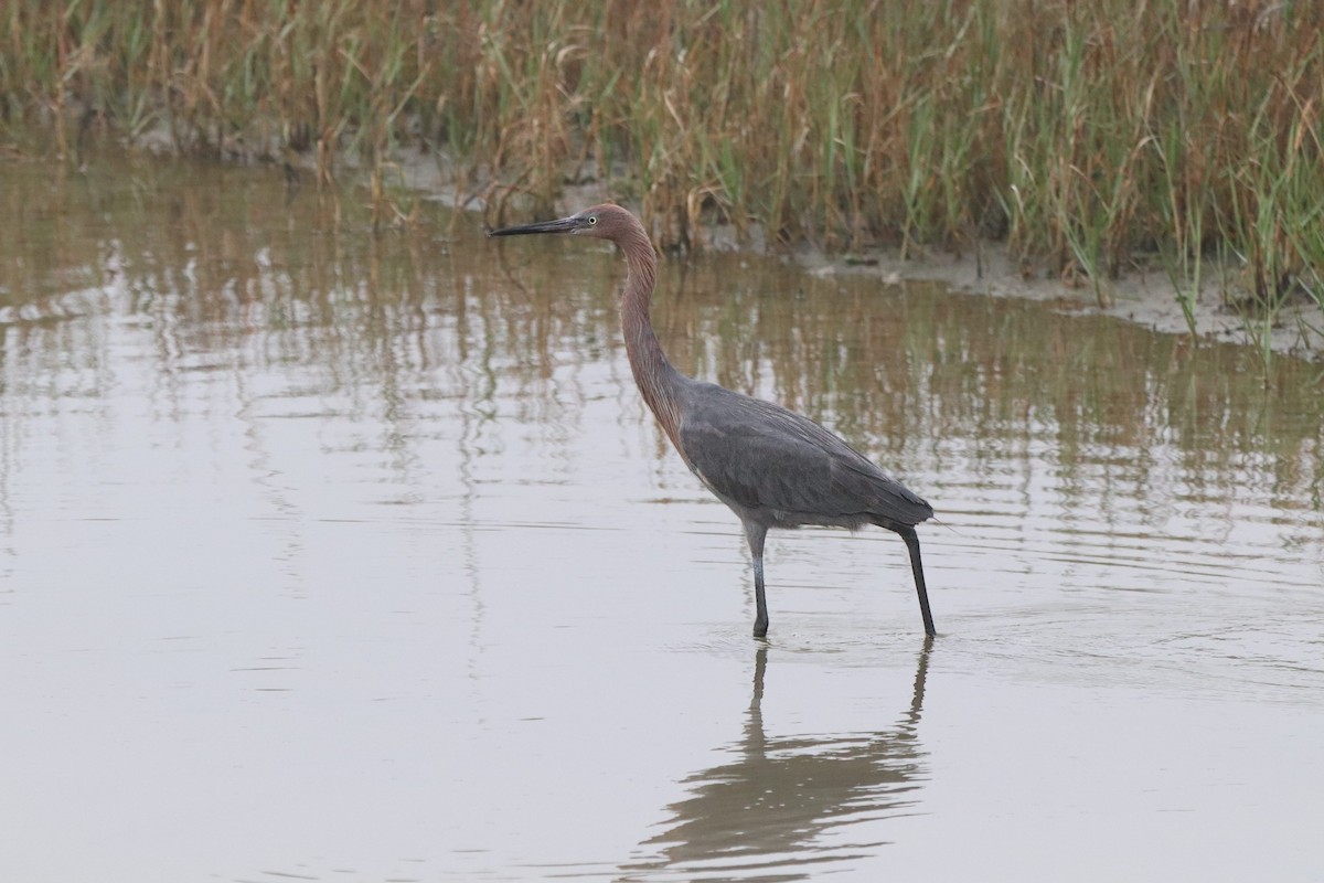 Reddish Egret - ML647211609