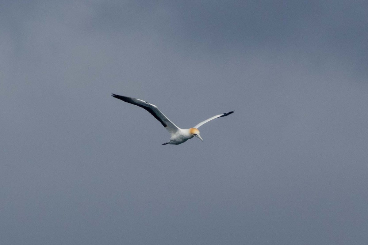 Australasian Gannet - ML647211612