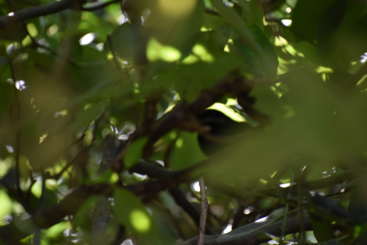 Black Catbird - ML647211637