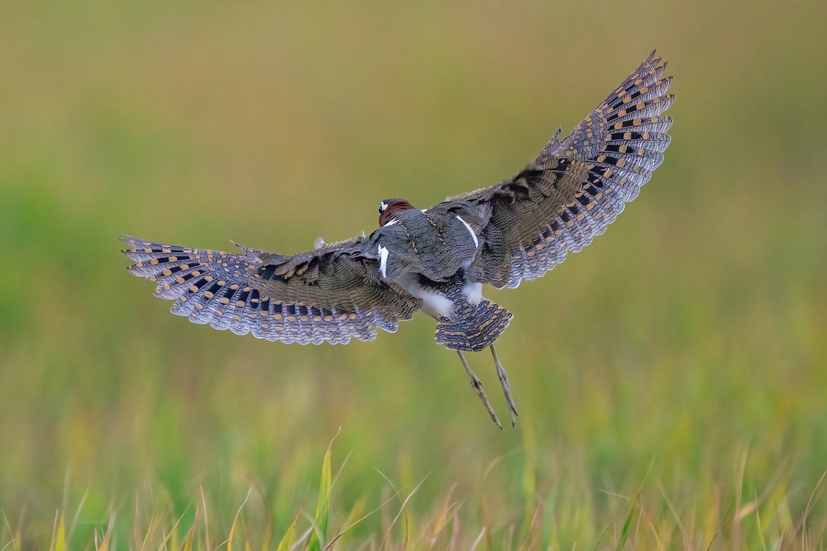 Greater Painted-Snipe - ML647211640