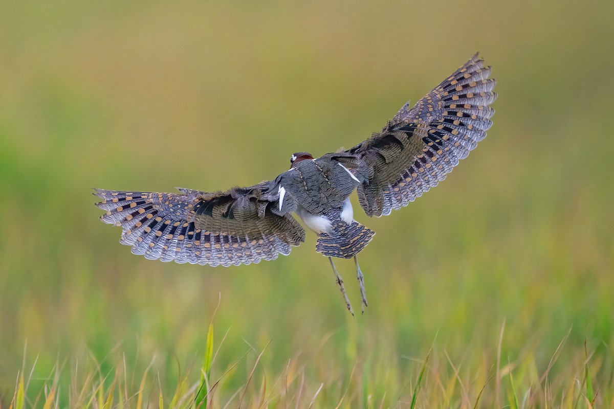 Greater Painted-Snipe - ML647211641