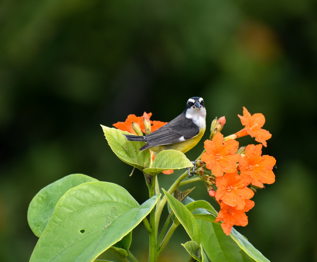 Bananaquit - ML647211645