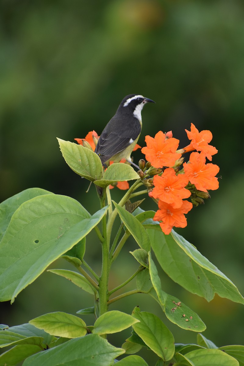 Bananaquit - ML647211646