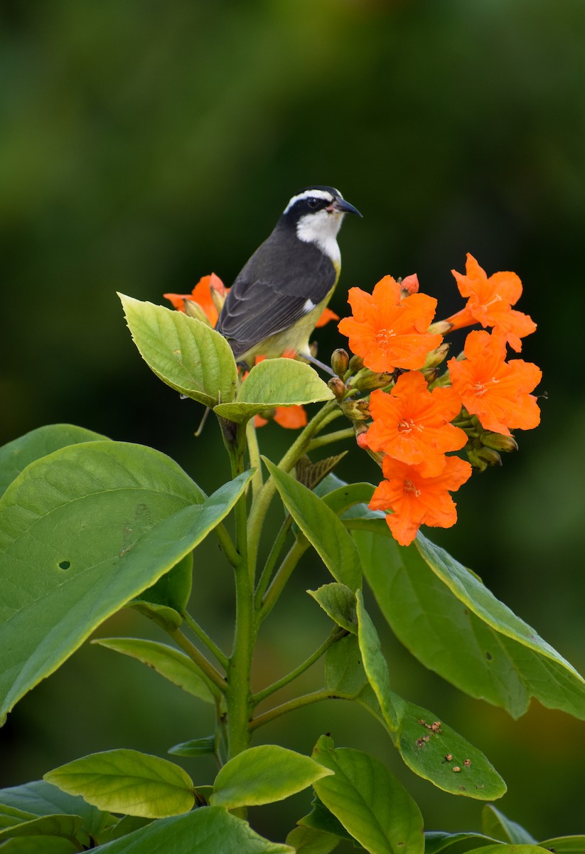Bananaquit - ML647211647