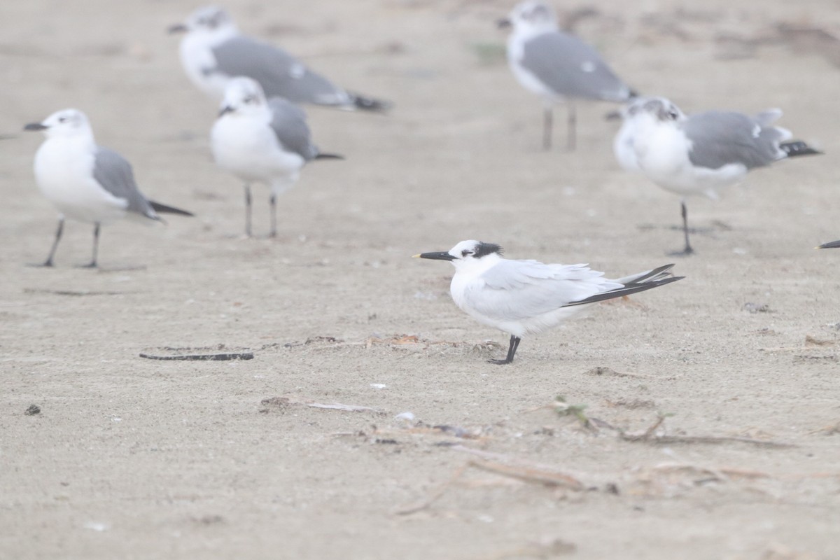 שחפית שחורת-מקור - ML647211648