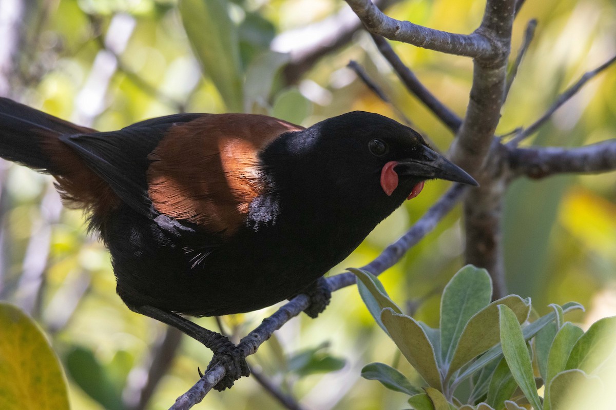 North Island Saddleback - ML647211655