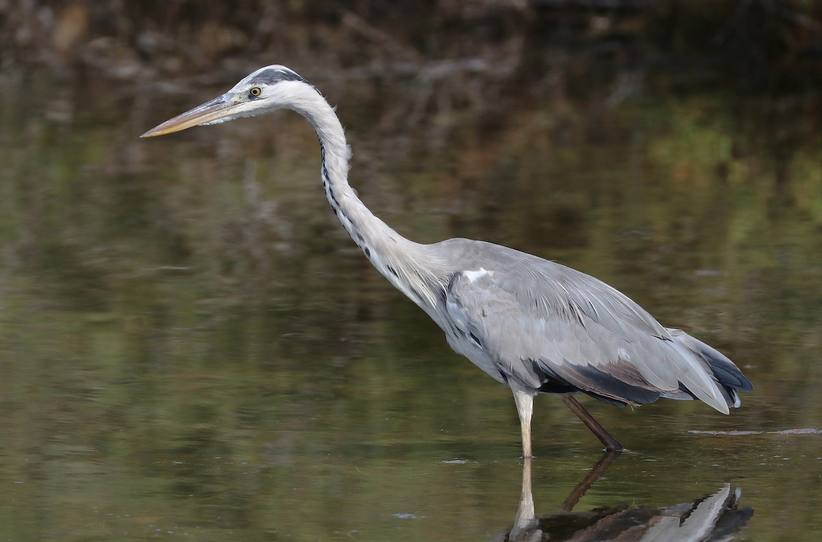 Серая цапля - ML647211656