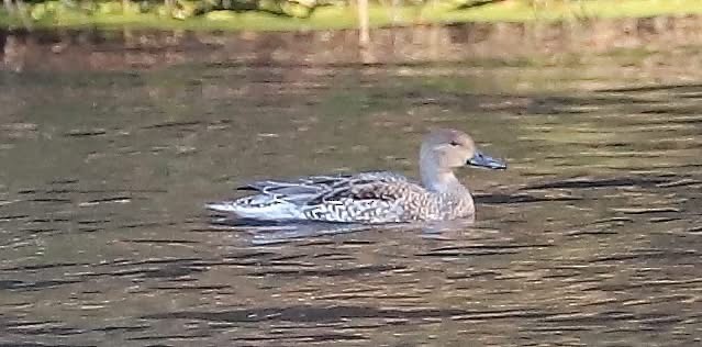 Northern Pintail - ML647211663