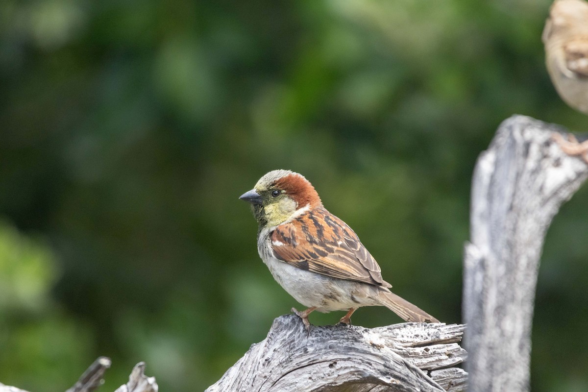 דרור הבית - ML647211665