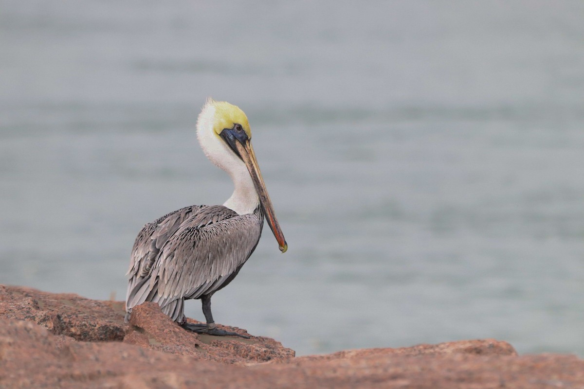 שקנאי חום - ML647211666