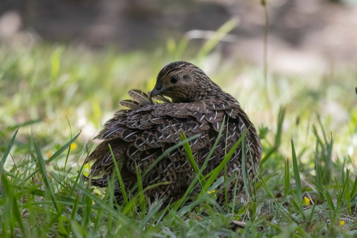 ヌマウズラ - ML647211680