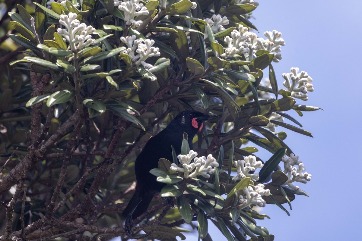 North Island Saddleback - ML647211684