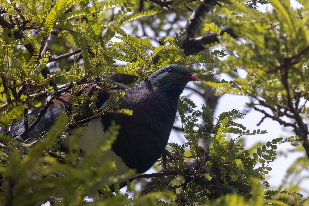 New Zealand Pigeon - ML647211686