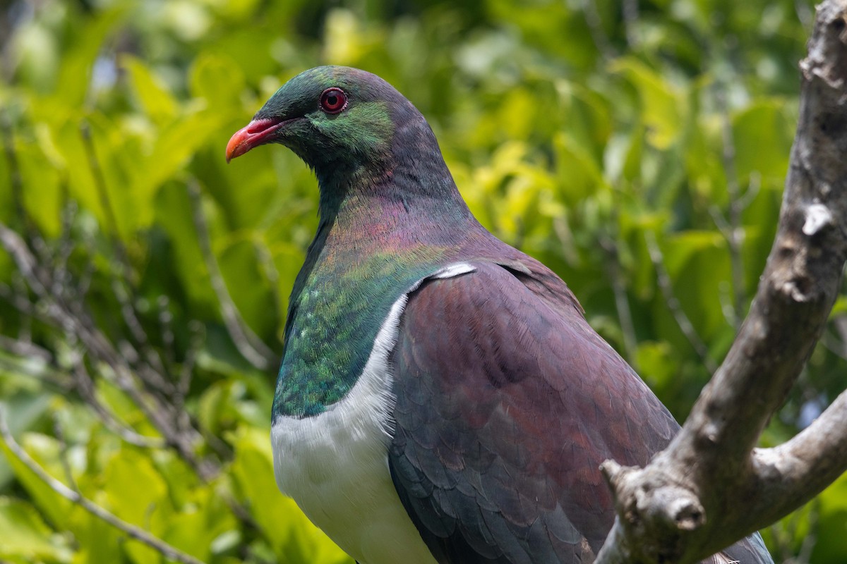New Zealand Pigeon - ML647211697