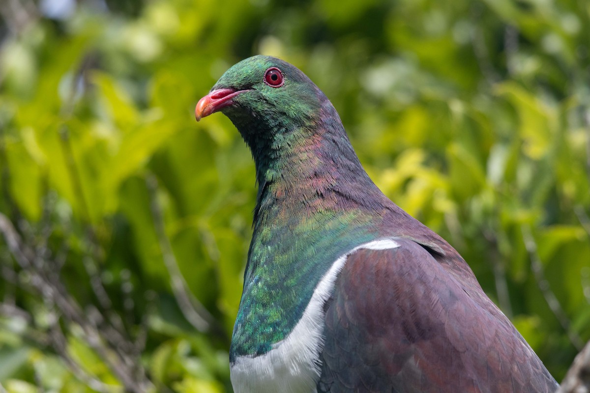 New Zealand Pigeon - ML647211698