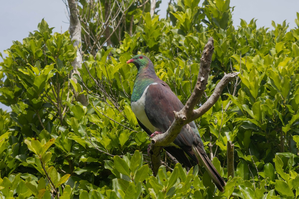 New Zealand Pigeon - ML647211699