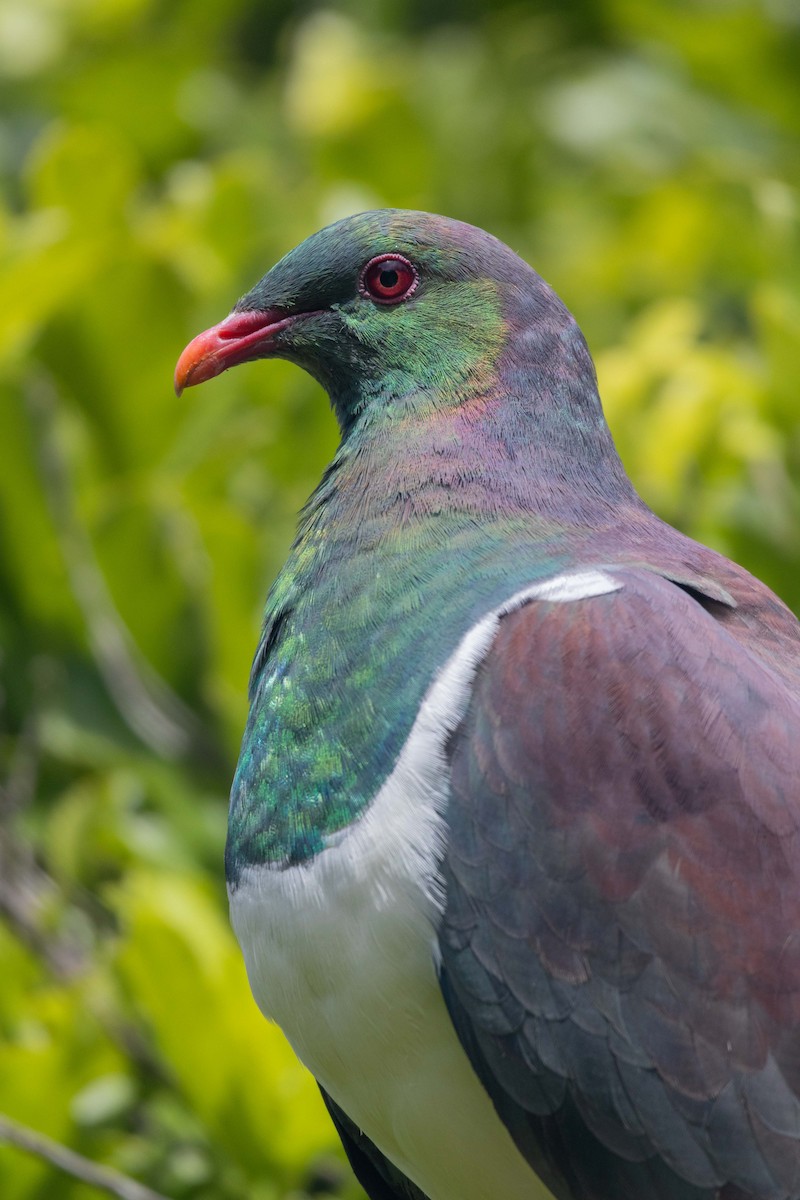New Zealand Pigeon - ML647211701
