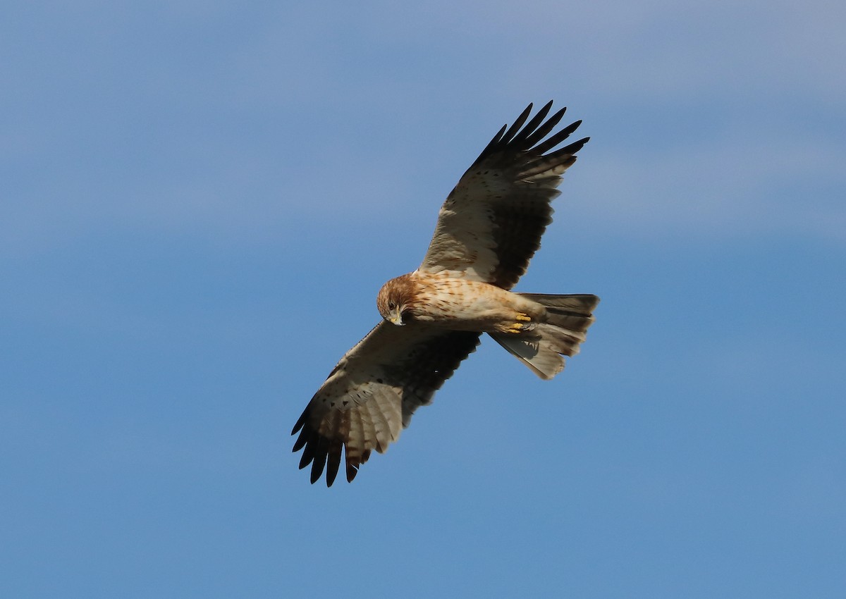 Орёл-карлик - ML647211707