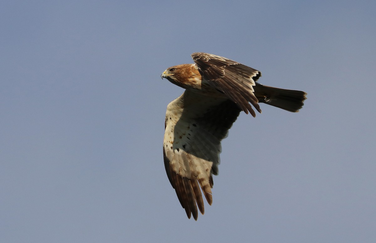 Орёл-карлик - ML647211708