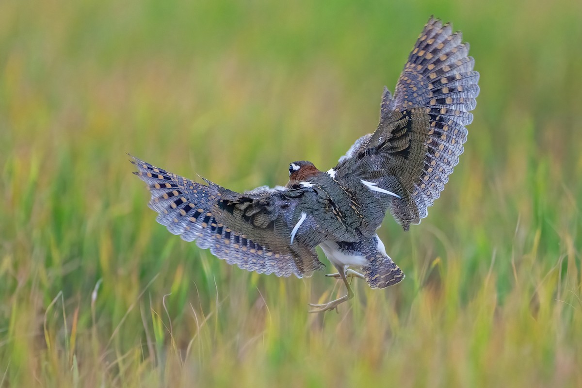 Greater Painted-Snipe - ML647211709
