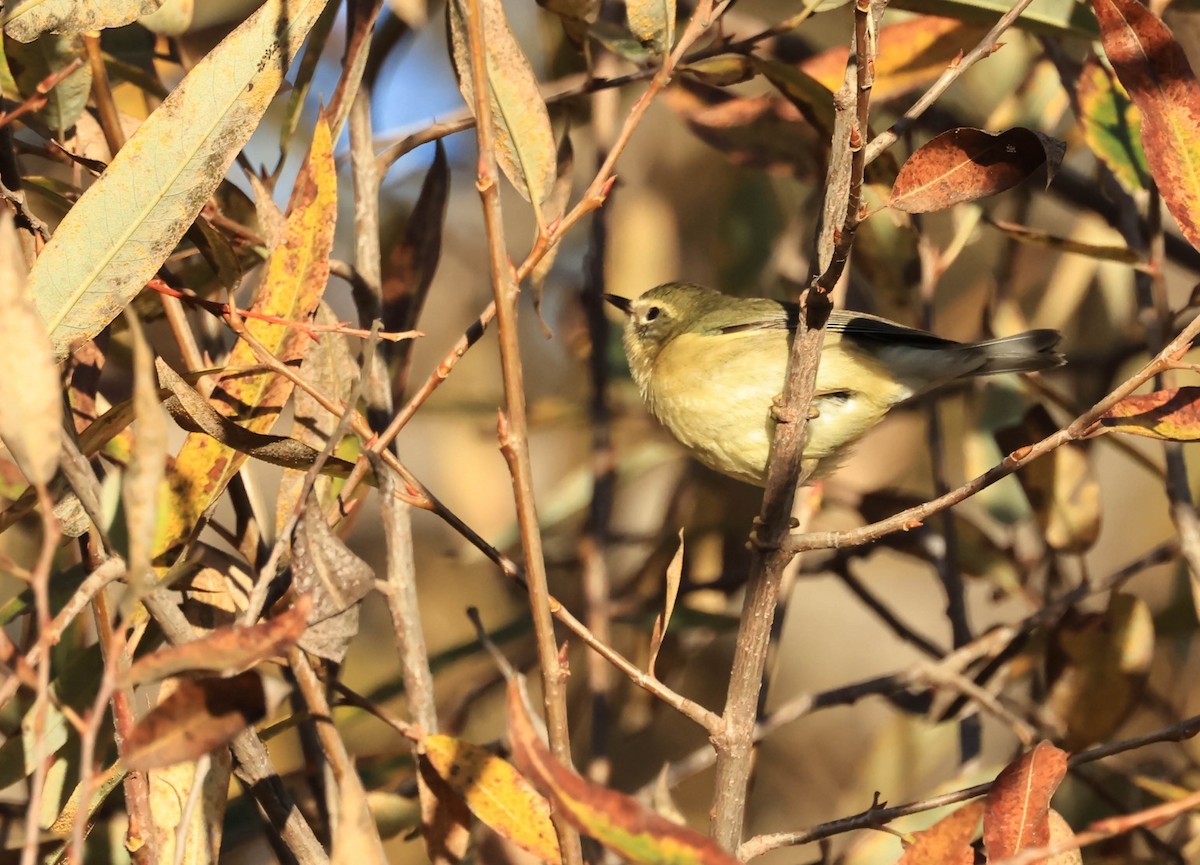 Black-throated Blue Warbler - ML647211715