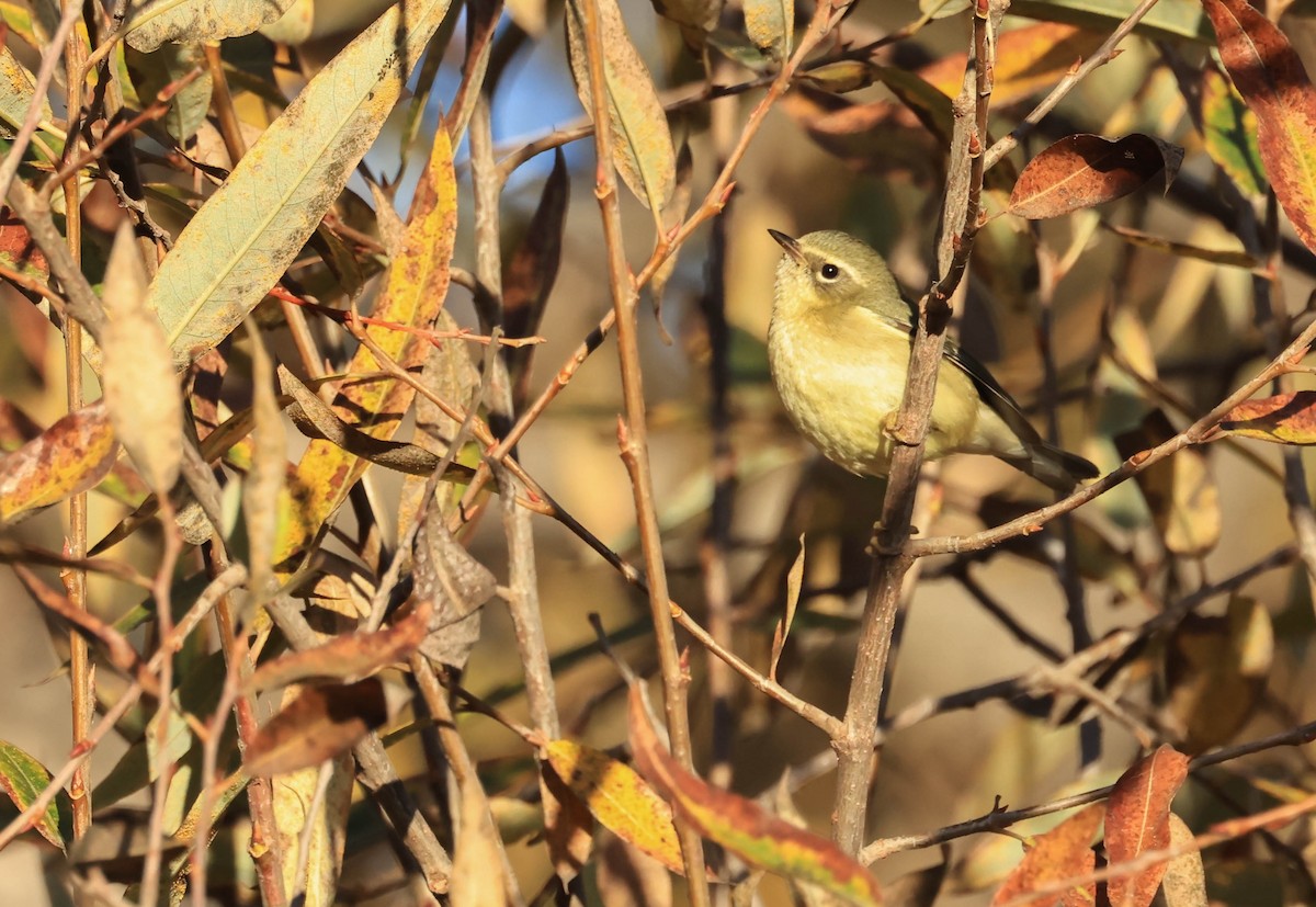 Black-throated Blue Warbler - ML647211719