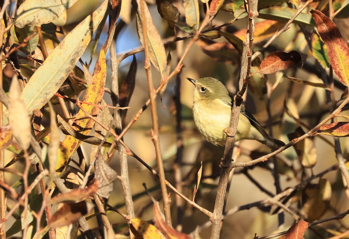 Black-throated Blue Warbler - ML647211723