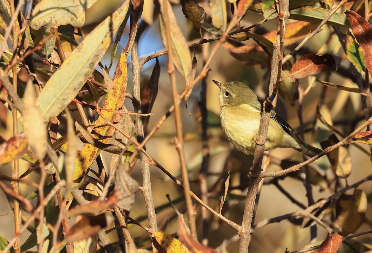 Black-throated Blue Warbler - ML647211724