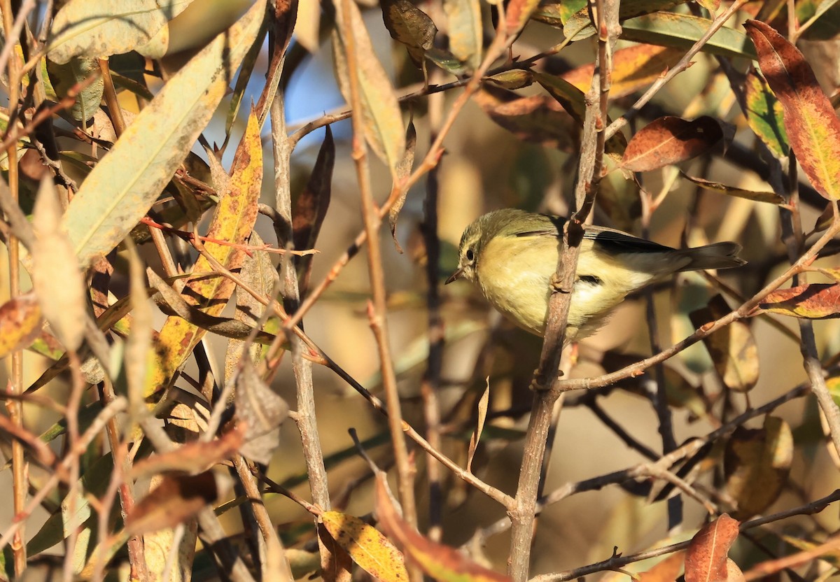 Black-throated Blue Warbler - ML647211726