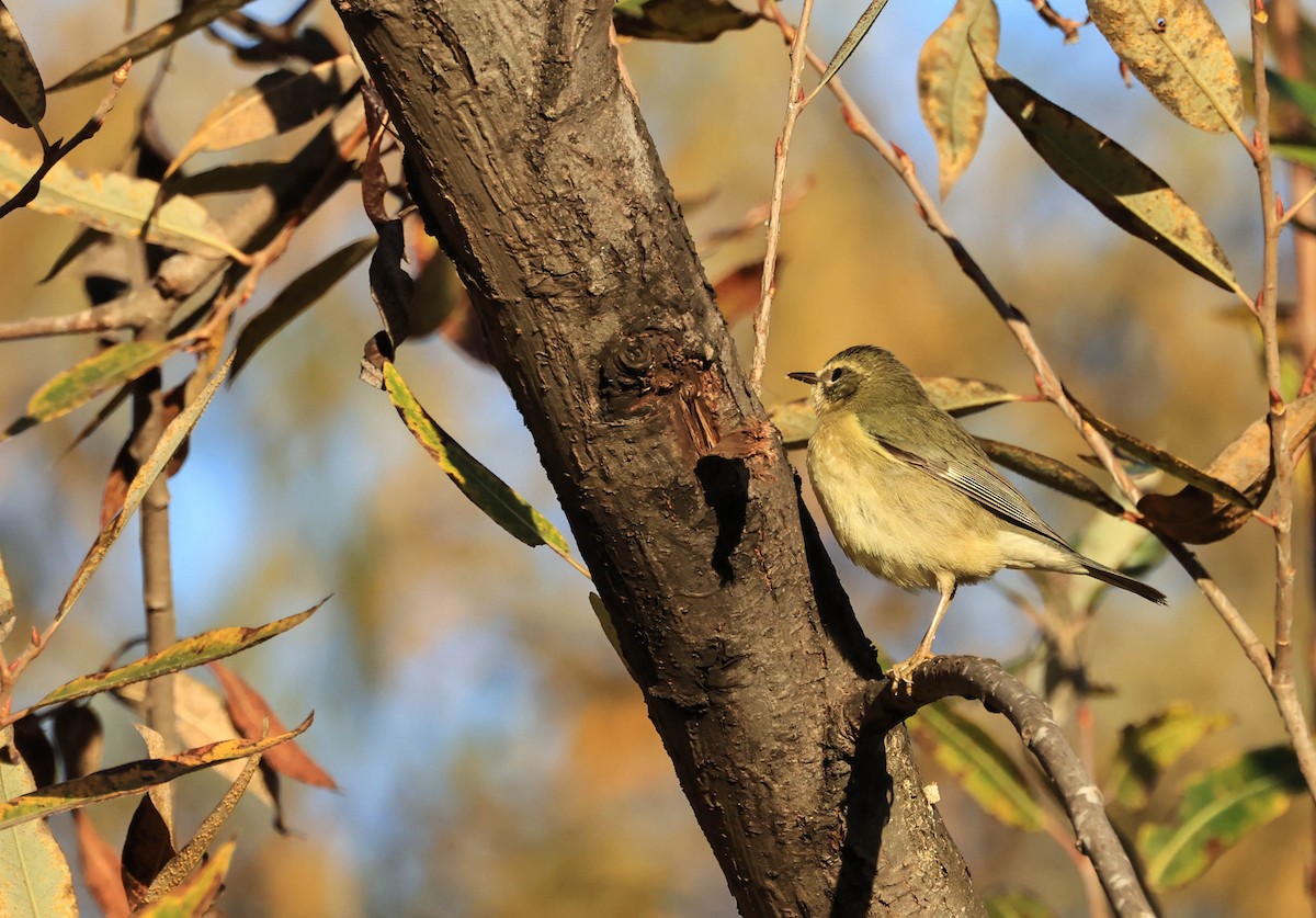 Black-throated Blue Warbler - ML647211729