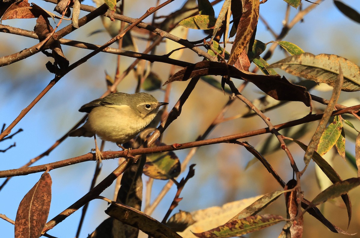 Black-throated Blue Warbler - ML647211736
