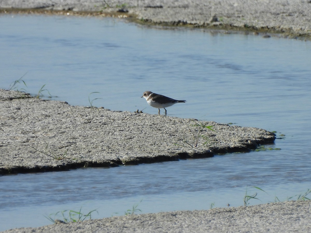 Semipalmated Plover - ML647211737