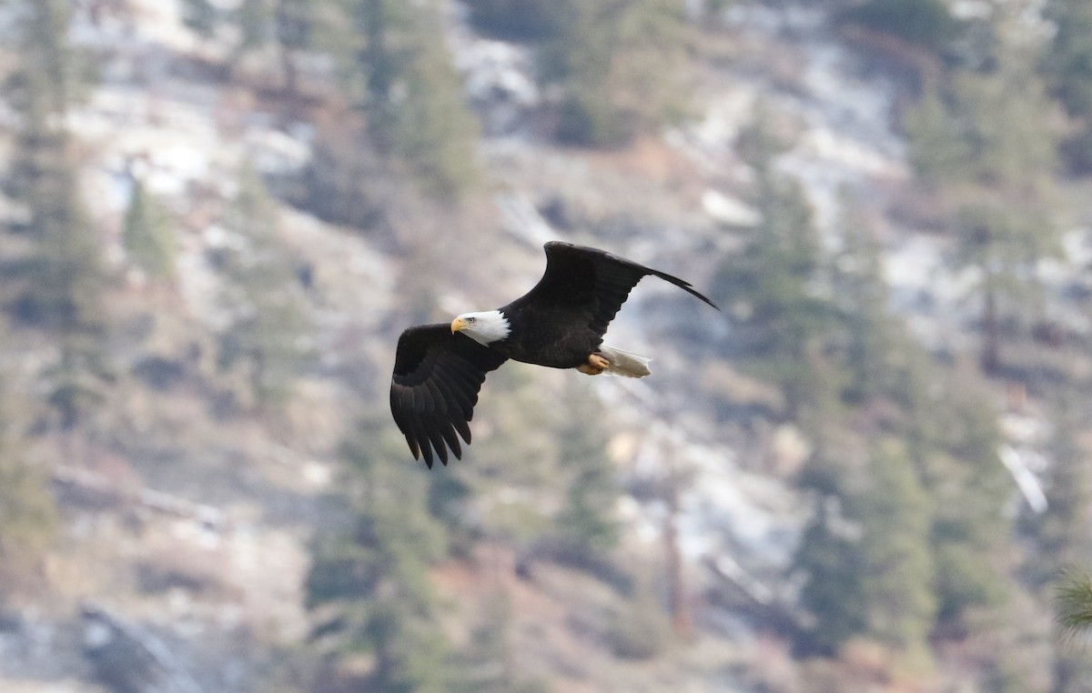 Pygargue à tête blanche - ML647211739