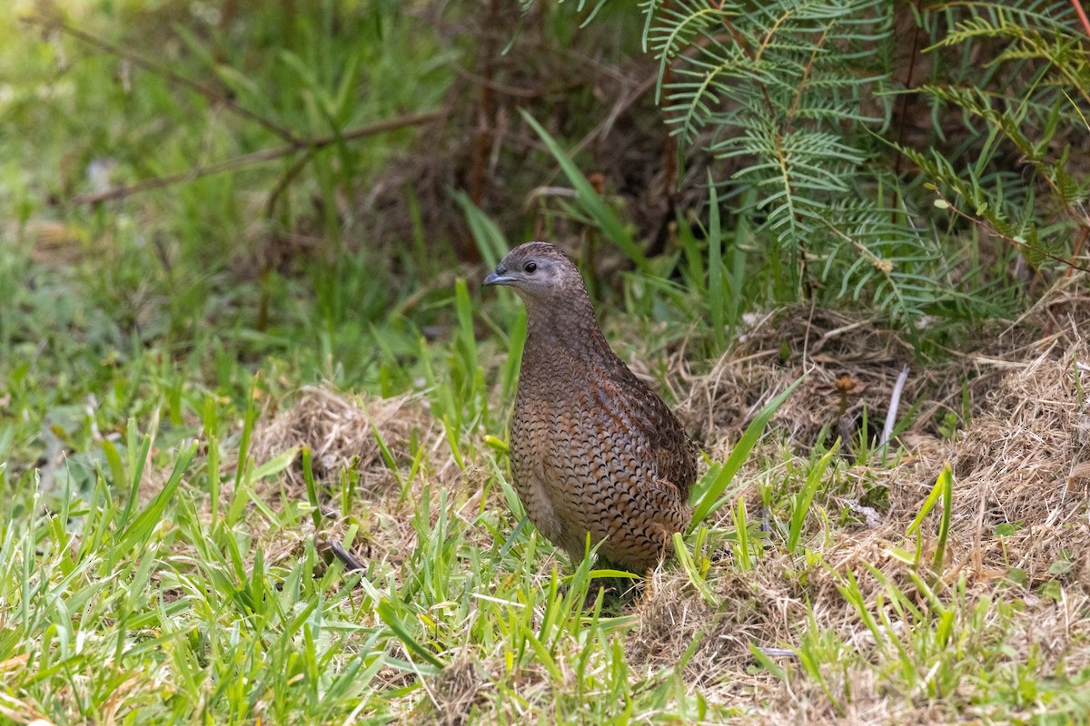 ヌマウズラ - ML647211746