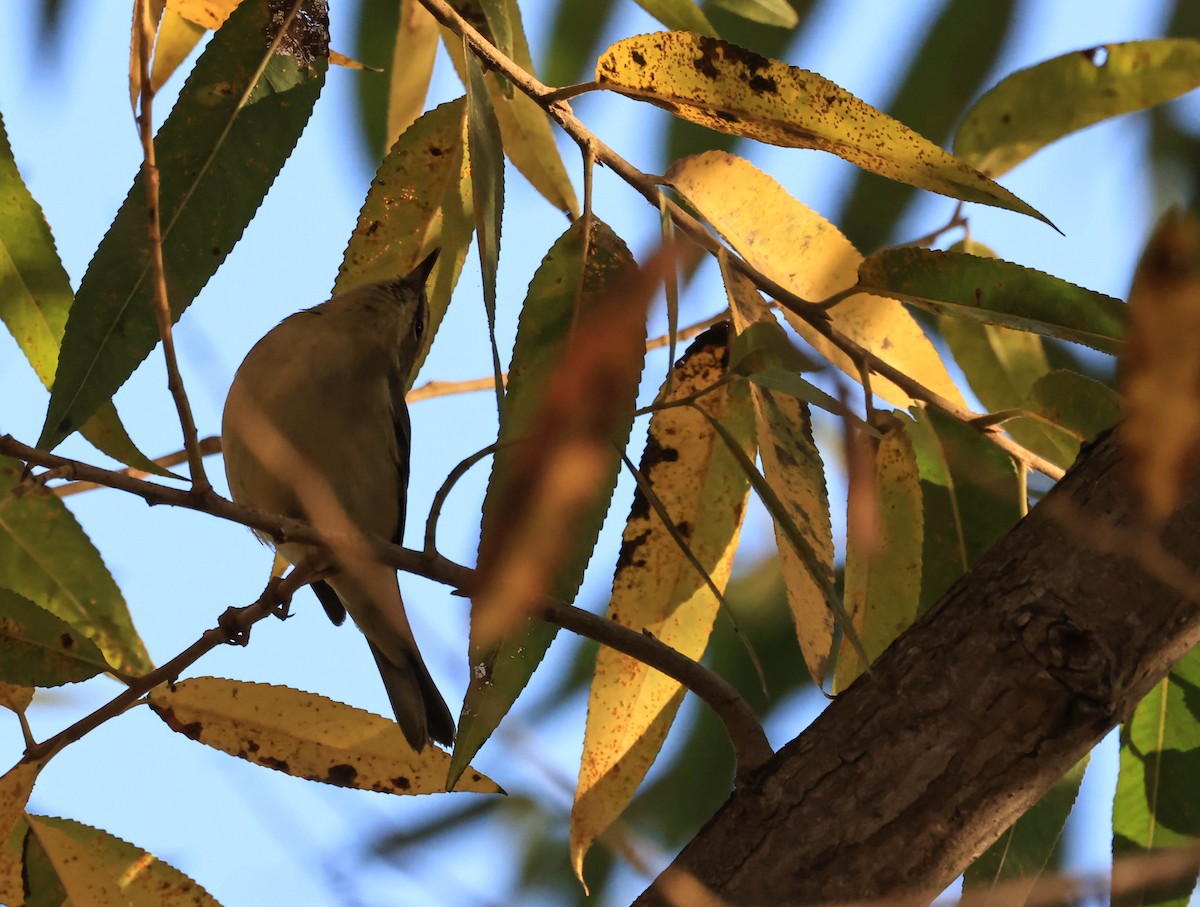 Black-throated Blue Warbler - ML647211755