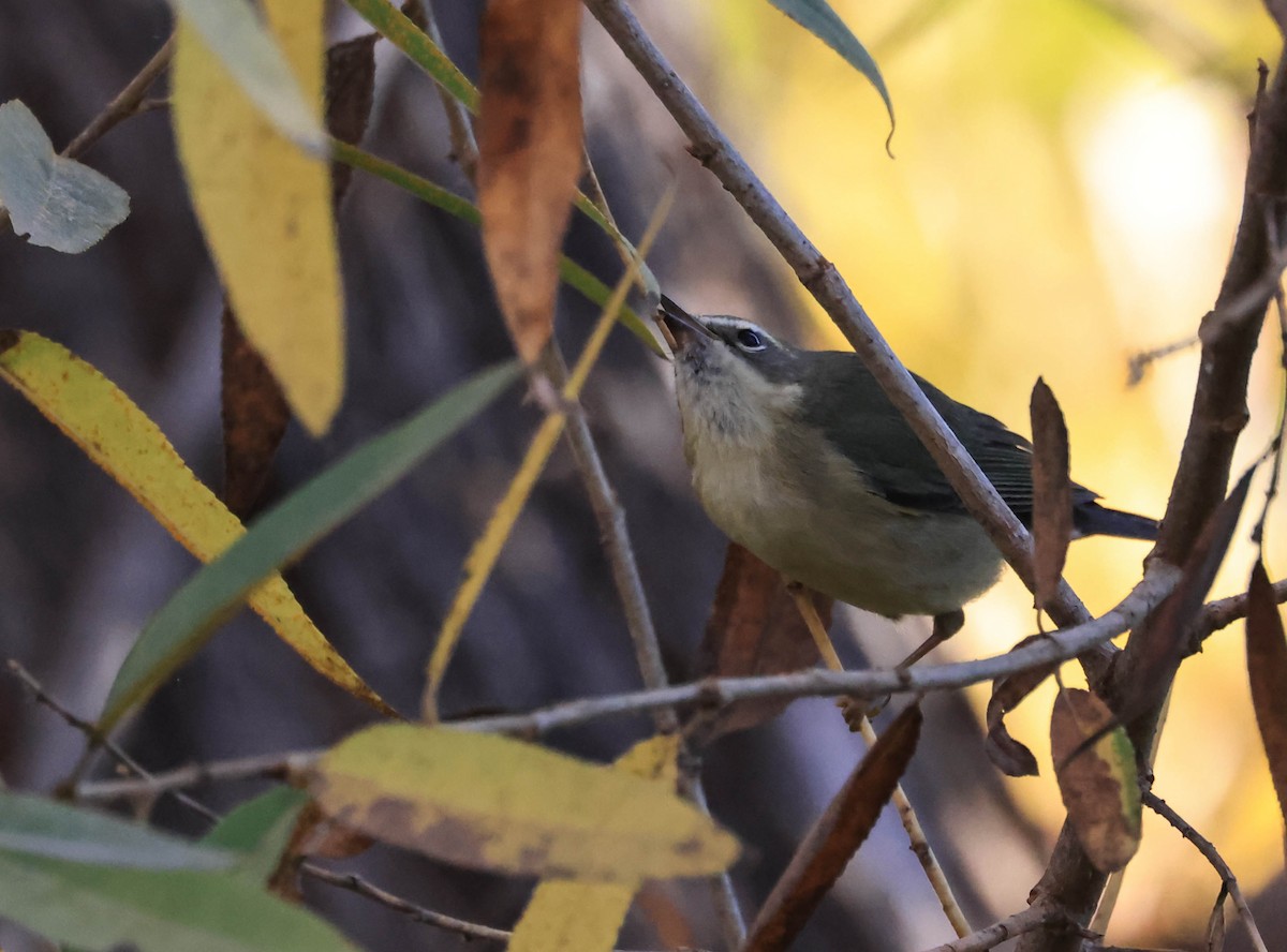 Black-throated Blue Warbler - ML647211756