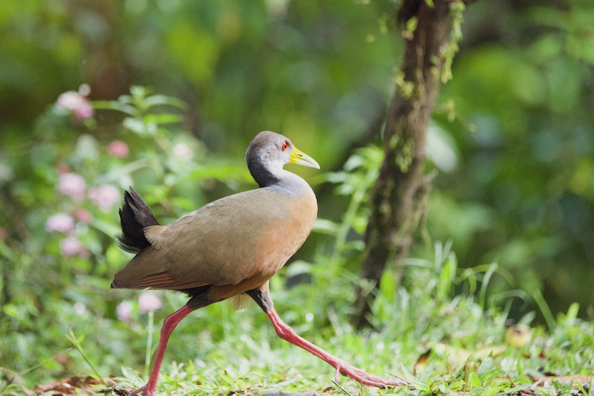 Gray-cowled Wood-Rail - ML647211758