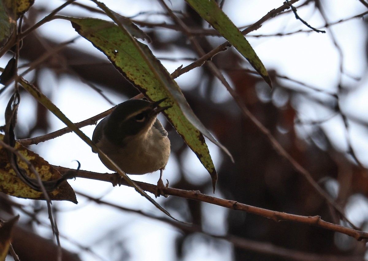 Black-throated Blue Warbler - ML647211759
