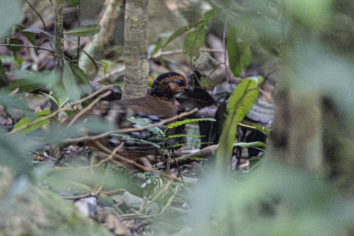 Chestnut-headed Partridge (Chestnut-headed) - ML647211760