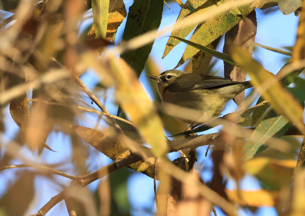 Black-throated Blue Warbler - ML647211762